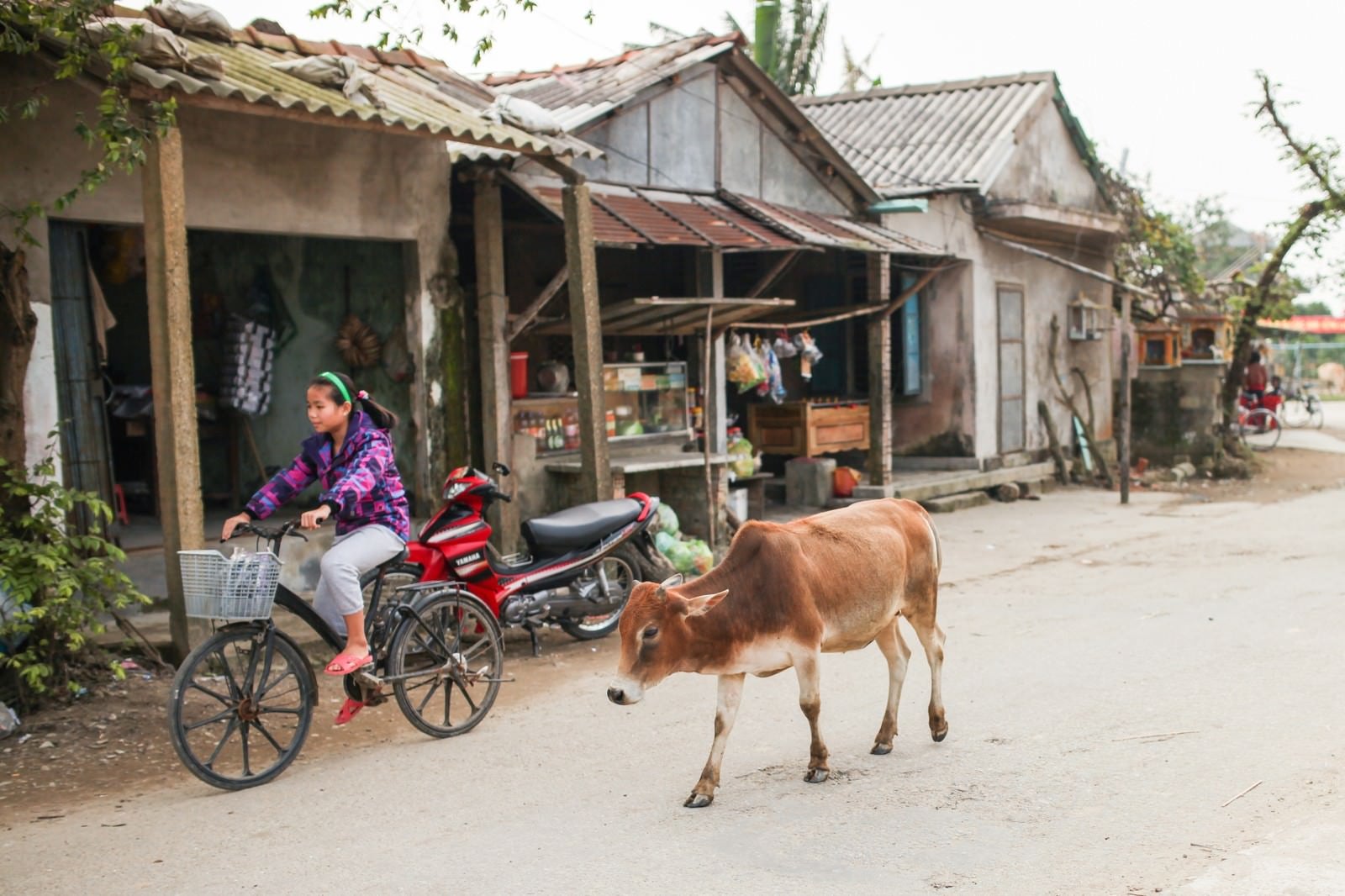 「フエ郊外の村と牛（ベトナム）」の写真
