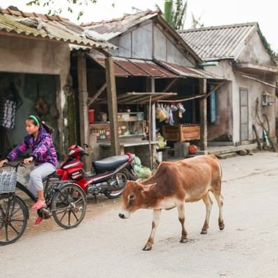 フエ郊外の村と牛（ベトナム）の写真