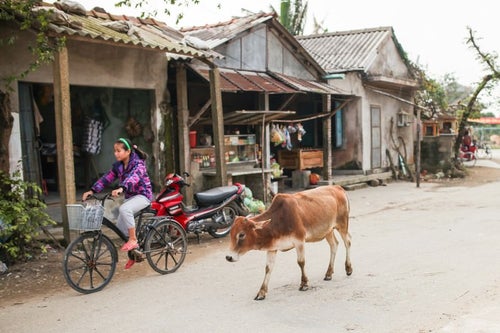 フエ郊外の村と牛（ベトナム）の写真
