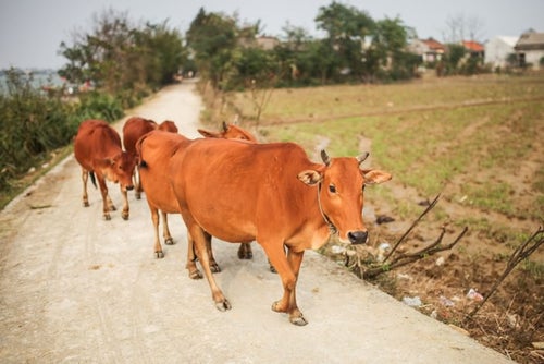 フエ郊外の牛4頭の写真