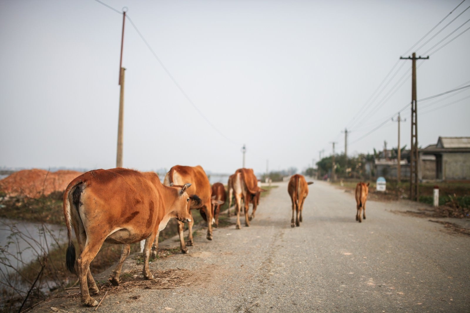 「ベトナムのフエ郊外を歩く牛」の写真