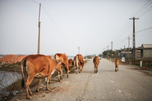ベトナムのフエ郊外を歩く牛の写真