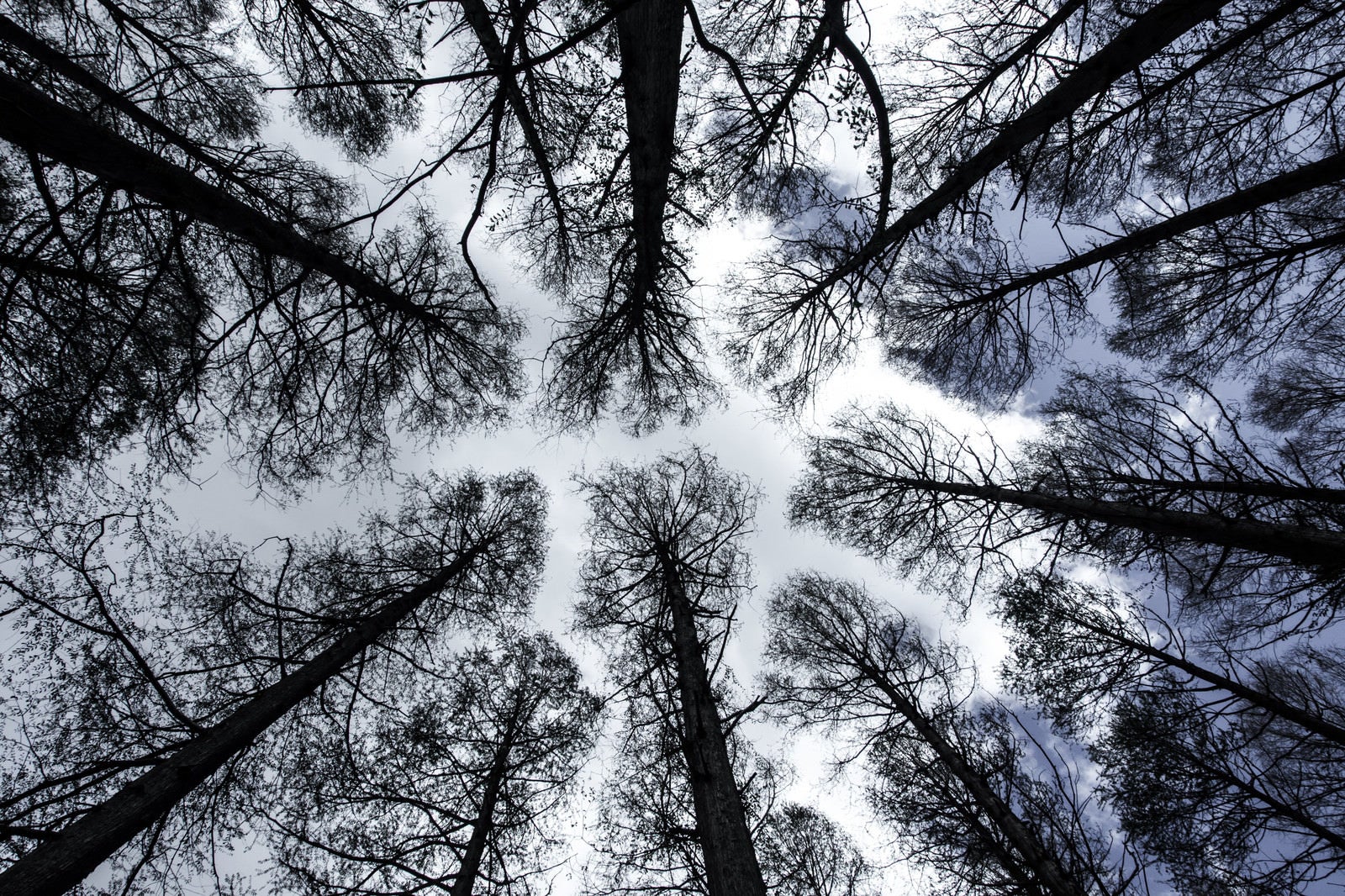 「木々を仰ぐ」の写真