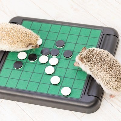 テーブルゲーム（オセロ）で白熱するハリネズミの写真