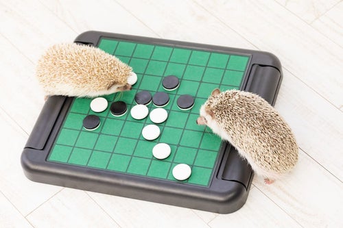 テーブルゲーム（オセロ）で白熱するハリネズミの写真