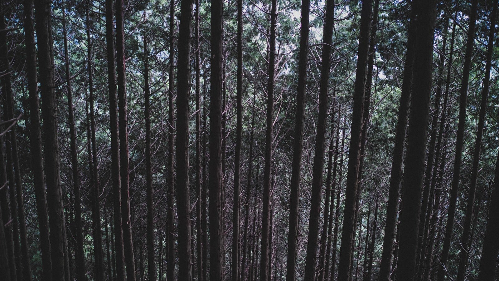「不気味な雑木林」の写真