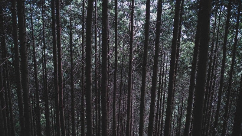 不気味な雑木林の写真