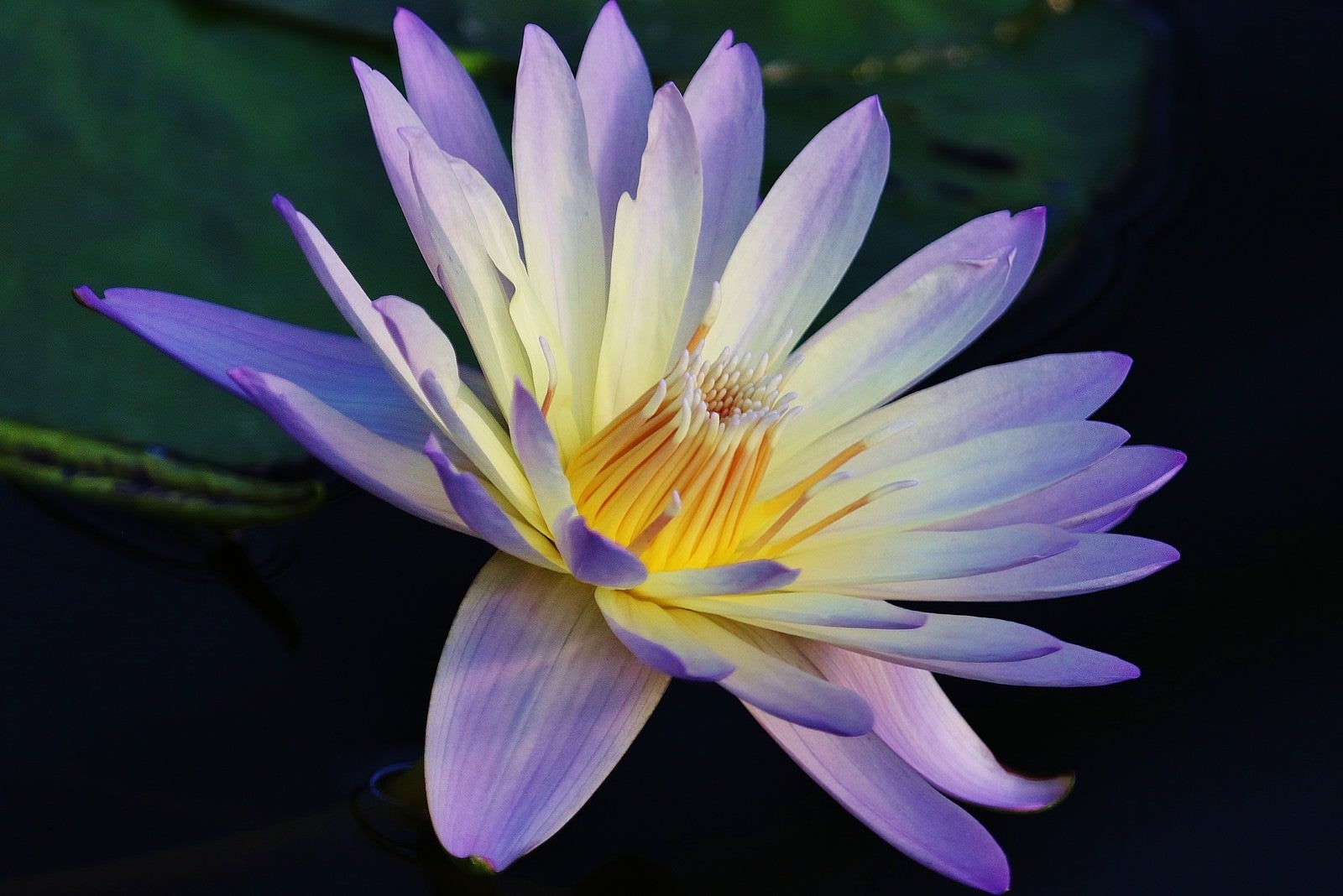 「紫色の睡蓮の花」の写真
