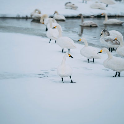 猪苗代湖の湖畔で過ごす白鳥の日々の写真