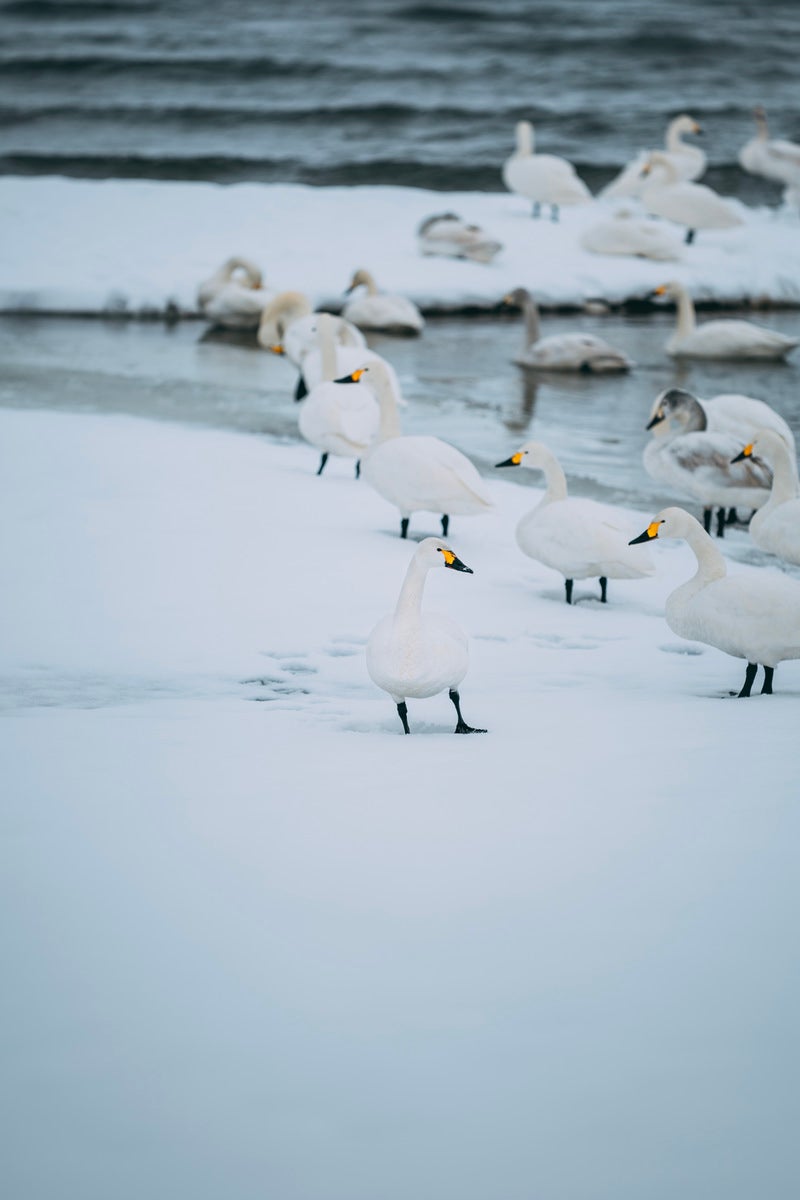「猪苗代湖の湖畔で過ごす白鳥の日々」の写真