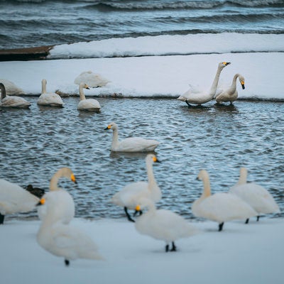 白鳥と湖畔の猪苗代湖の写真