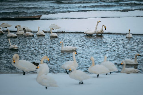 白鳥と湖畔の猪苗代湖の写真