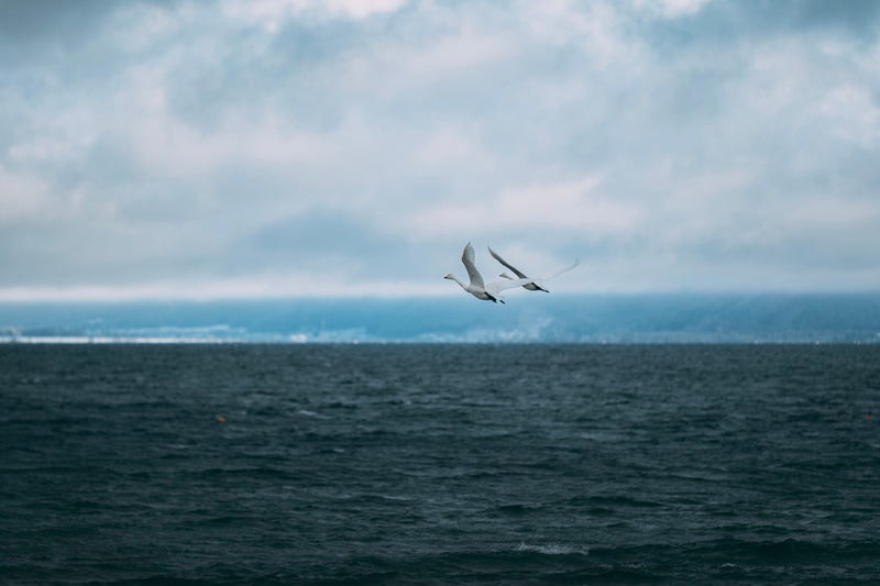 猪苗代湖の白鳥飛翔の写真