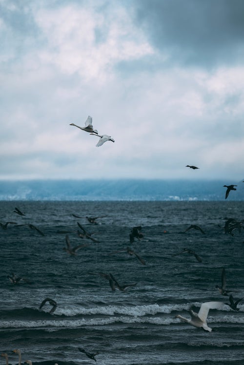 空へ舞い上がる猪苗代湖の白鳥たちの写真