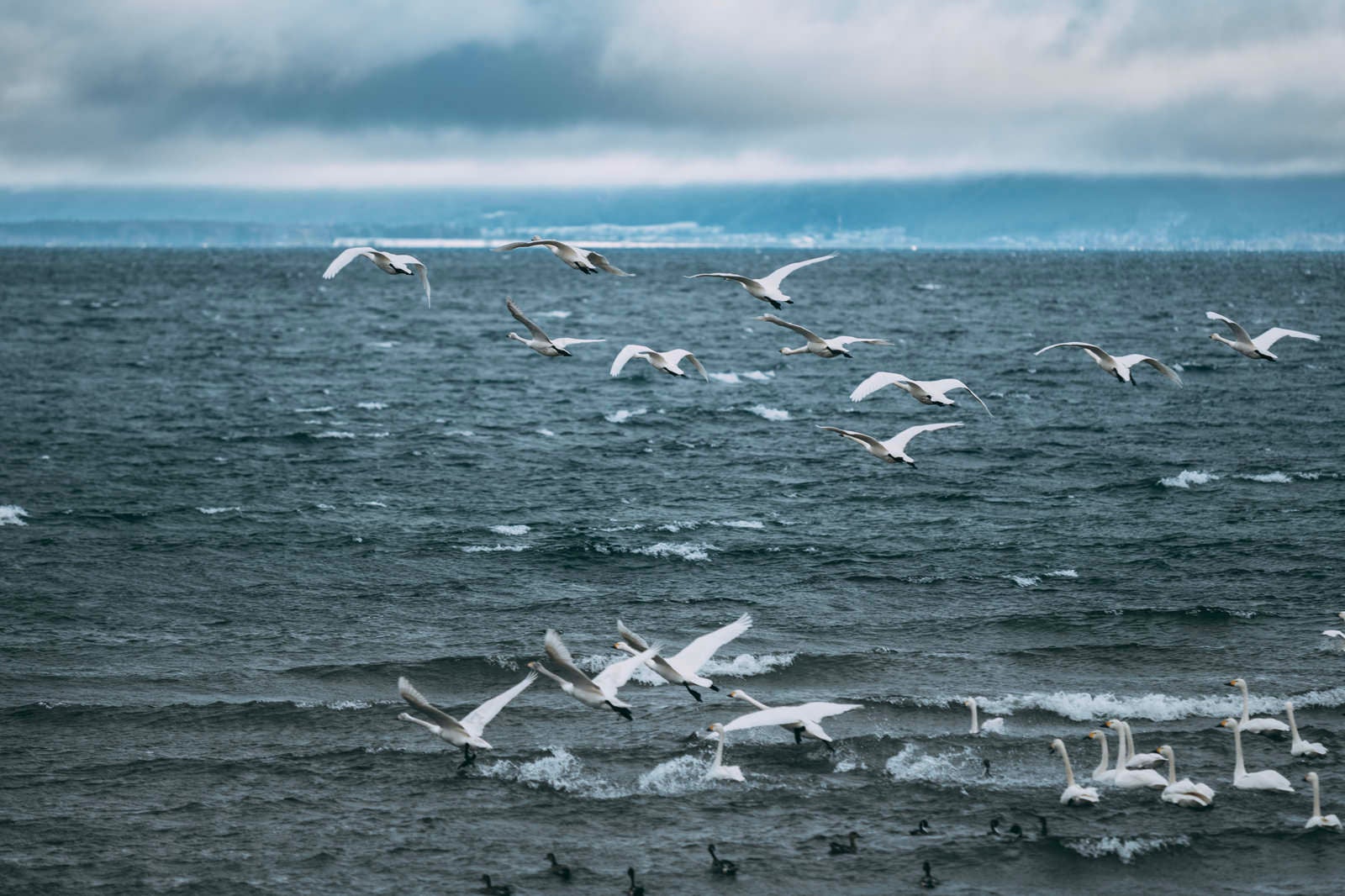 「猪苗代湖の上を飛び立つ白鳥の群れ」の写真
