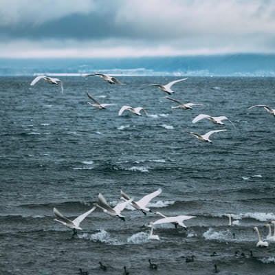 猪苗代湖の上を飛び立つ白鳥の群れの写真