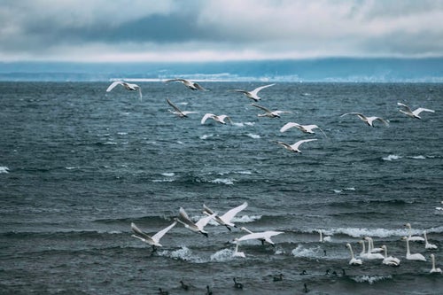 猪苗代湖の上を飛び立つ白鳥の群れの写真
