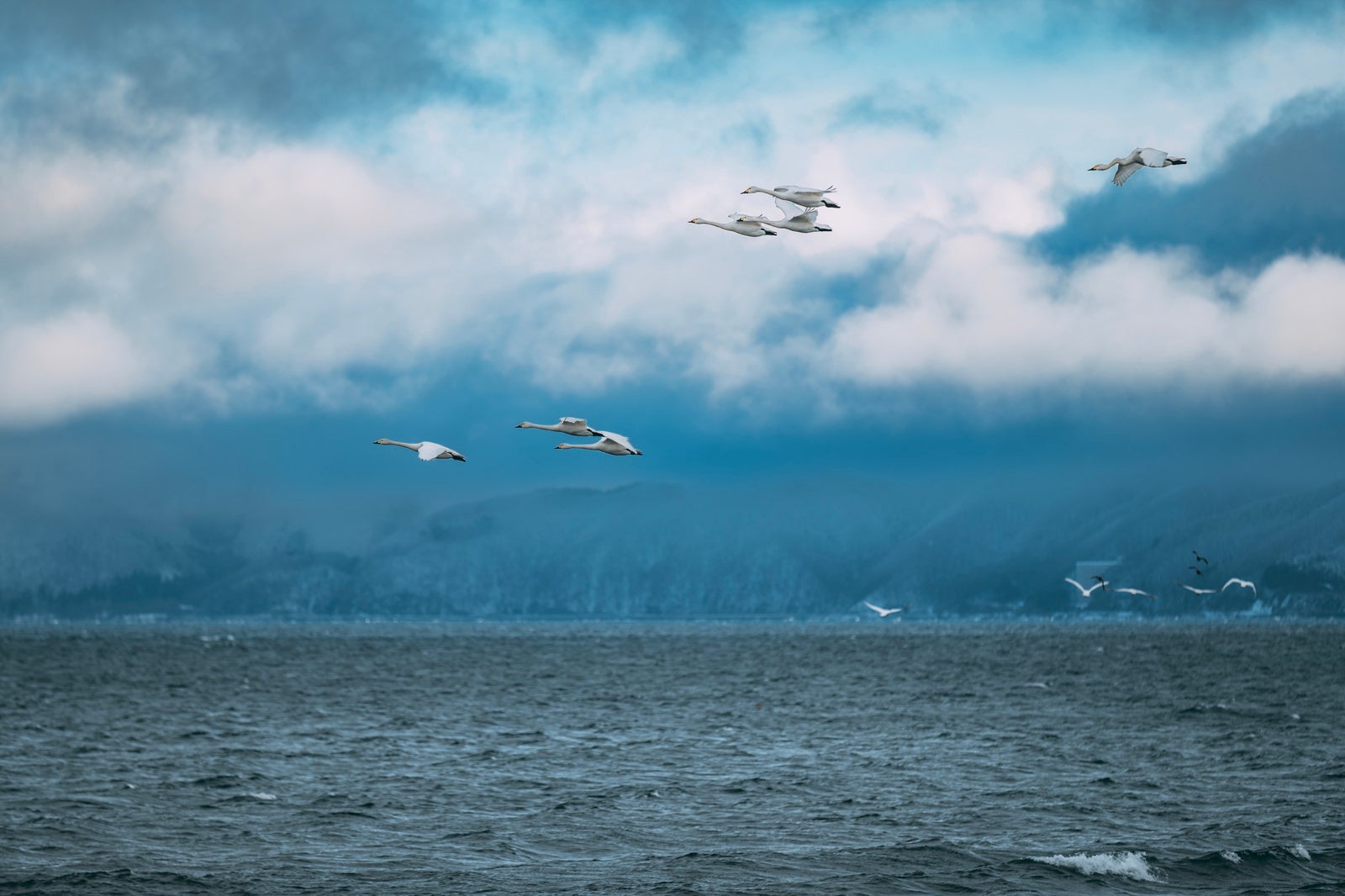 「猪苗代湖で見送る白鳥の飛び立ち」の写真