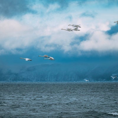 猪苗代湖で見送る白鳥の飛び立ちの写真