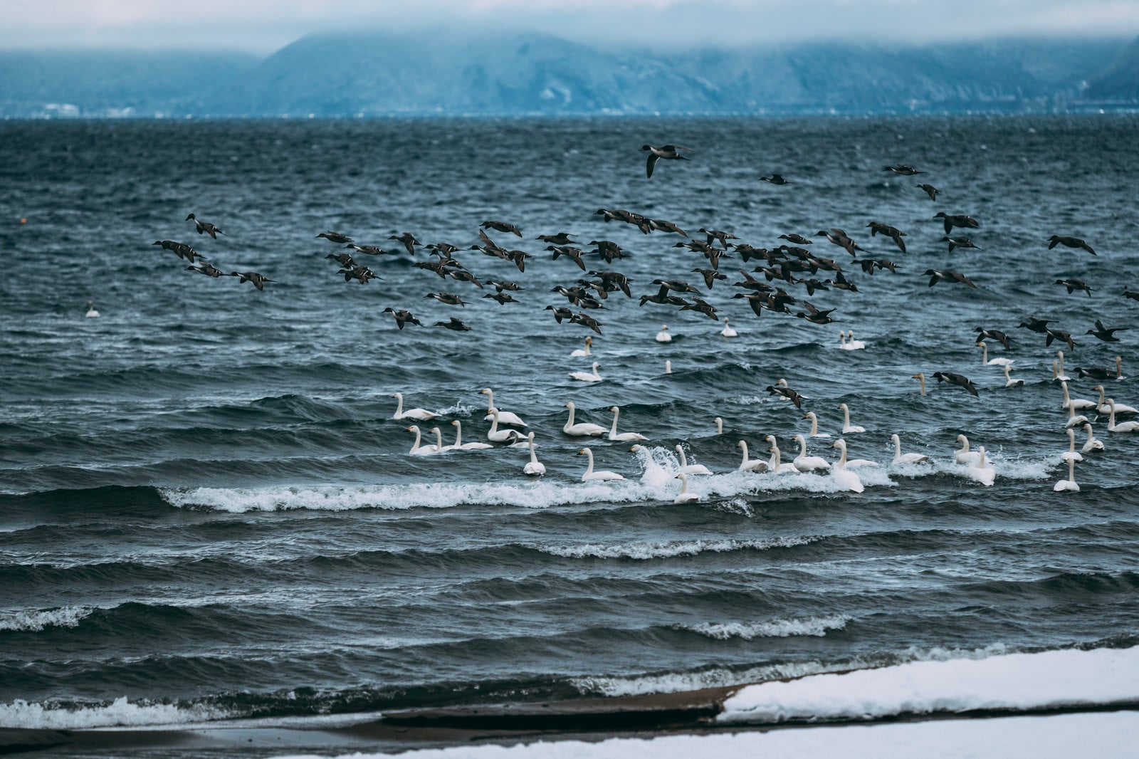 「冷たい猪苗代湖を飛び交う鴨の群れ」の写真