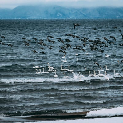 冷たい猪苗代湖を飛び交う鴨の群れの写真