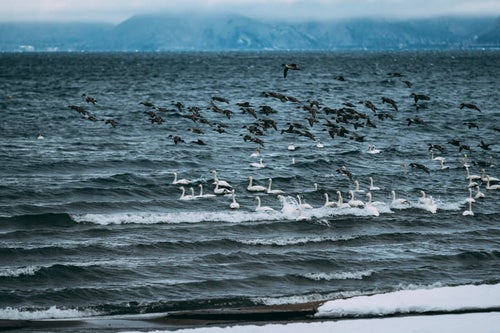 冷たい猪苗代湖を飛び交う鴨の群れの写真