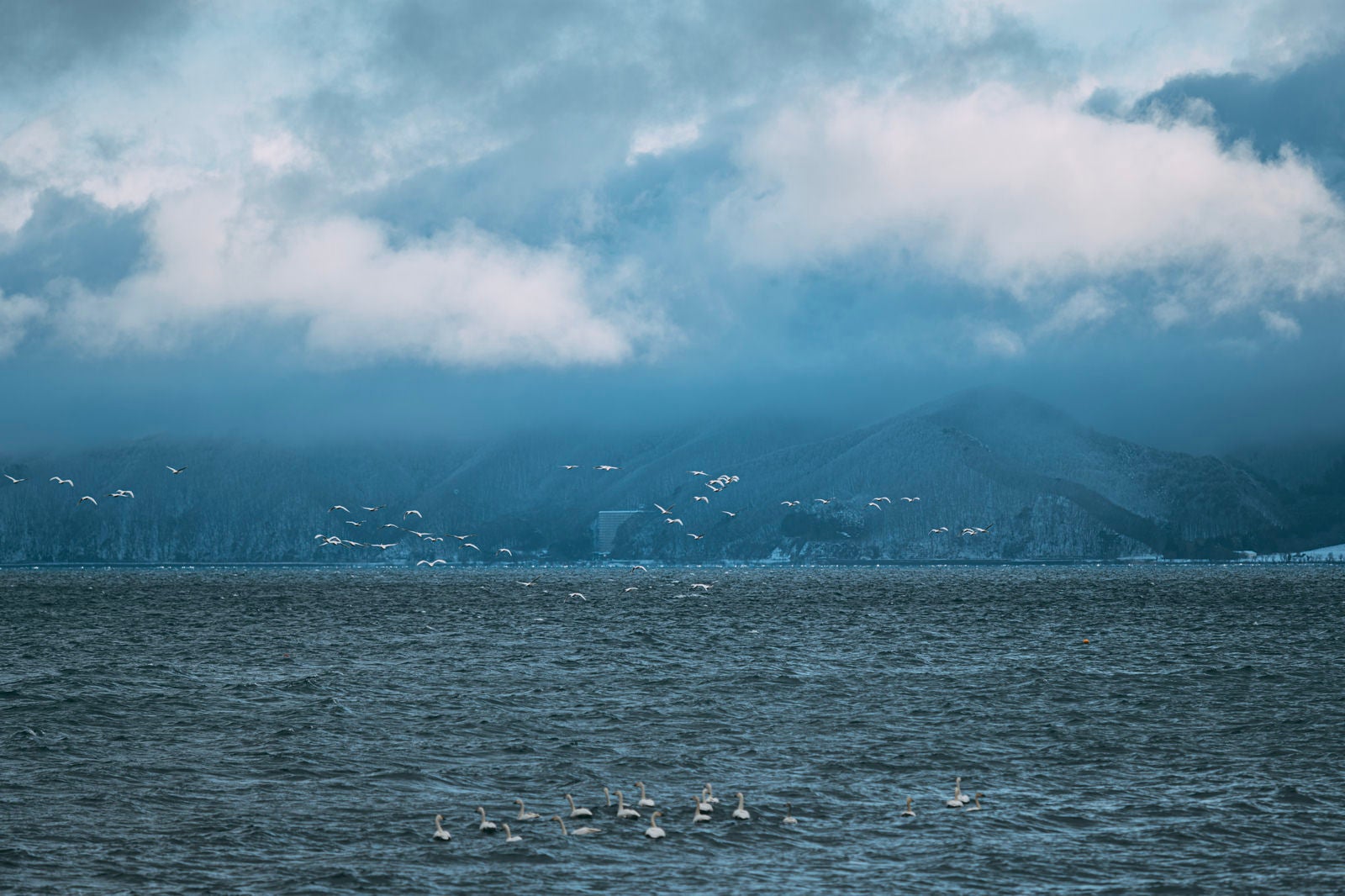 「白鳥の群れが集う猪苗代湖の魅力」の写真