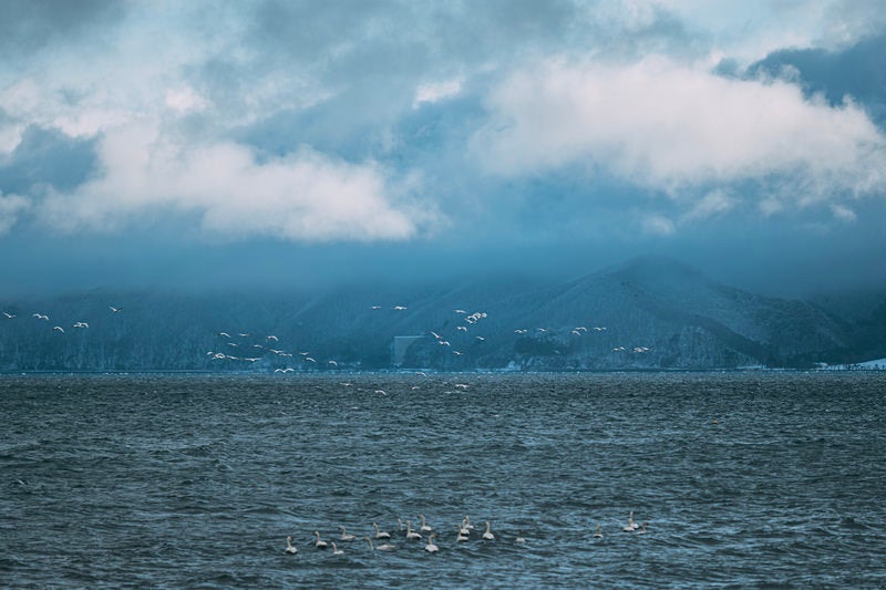白鳥の群れが集う猪苗代湖の魅力の写真