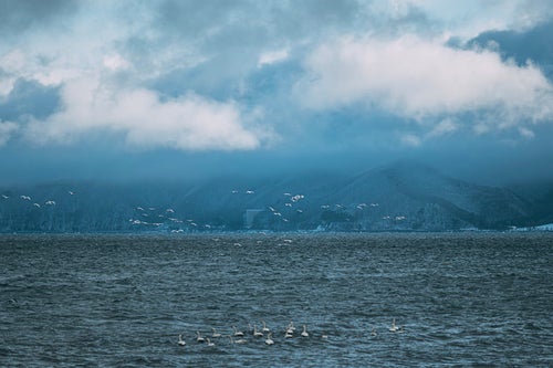 白鳥の群れが集う猪苗代湖の魅力の写真