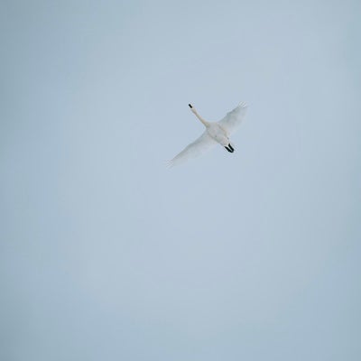 翼を広げた白鳥の飛び立ちの写真