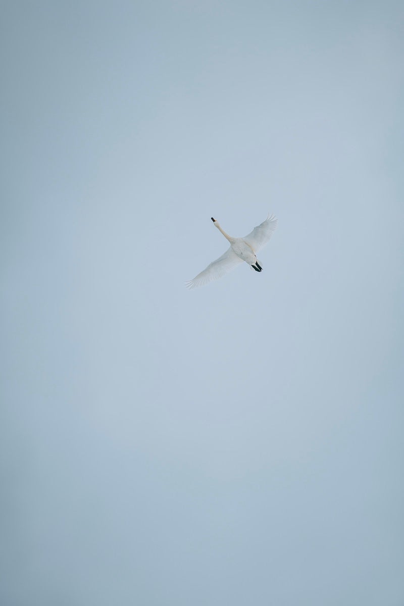 「翼を広げた白鳥の飛び立ち」の写真