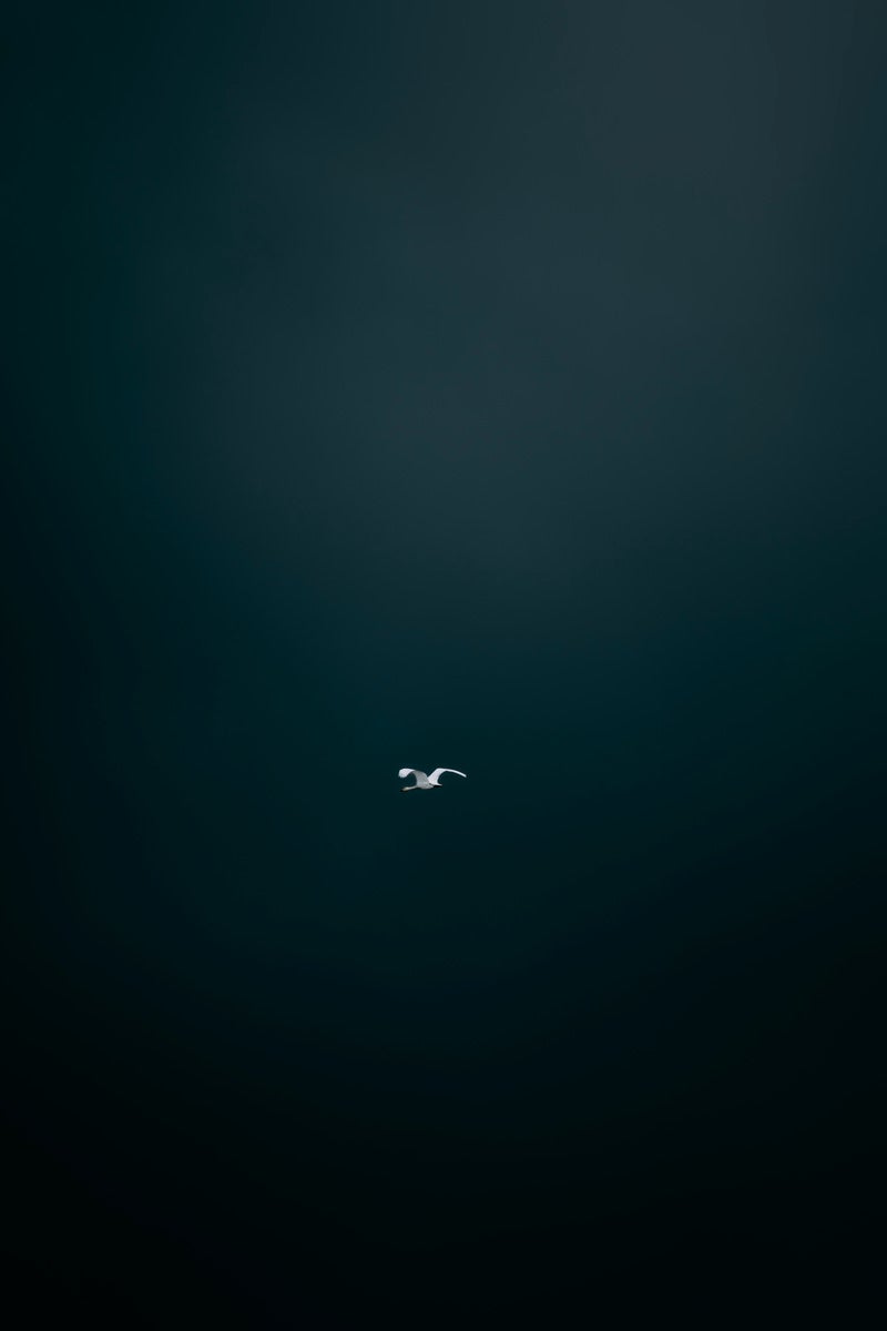 「暗がりの中を飛び立つ白鳥」の写真