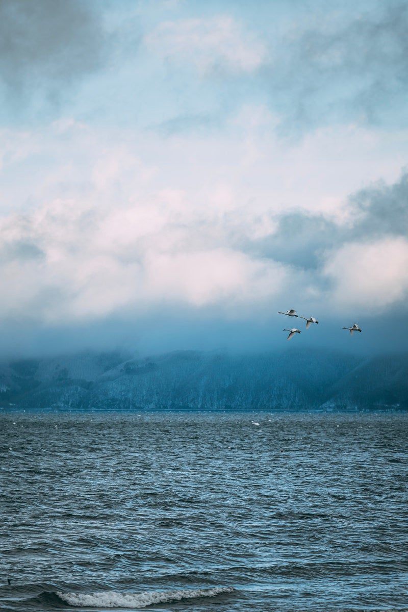 「空へ舞い上がる猪苗代湖の白鳥」の写真