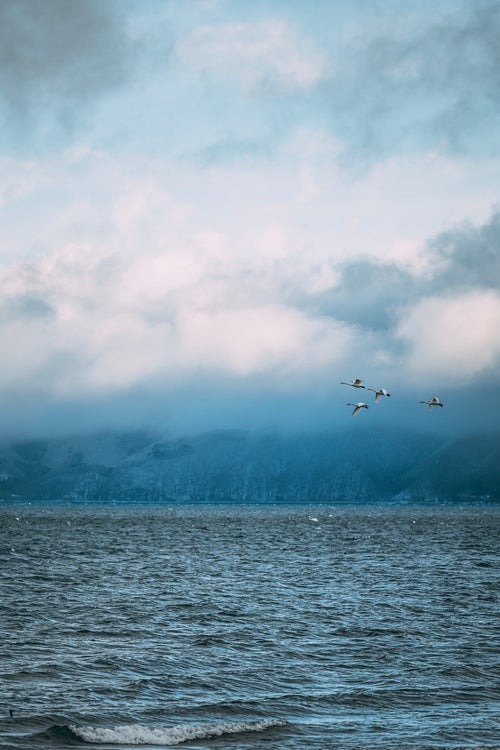 空へ舞い上がる猪苗代湖の白鳥の写真