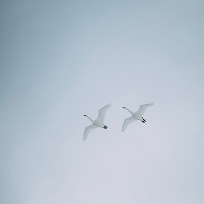 舞い上がる白鳥たちの写真