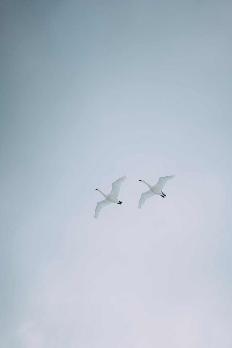 「舞い上がる白鳥たち」の写真