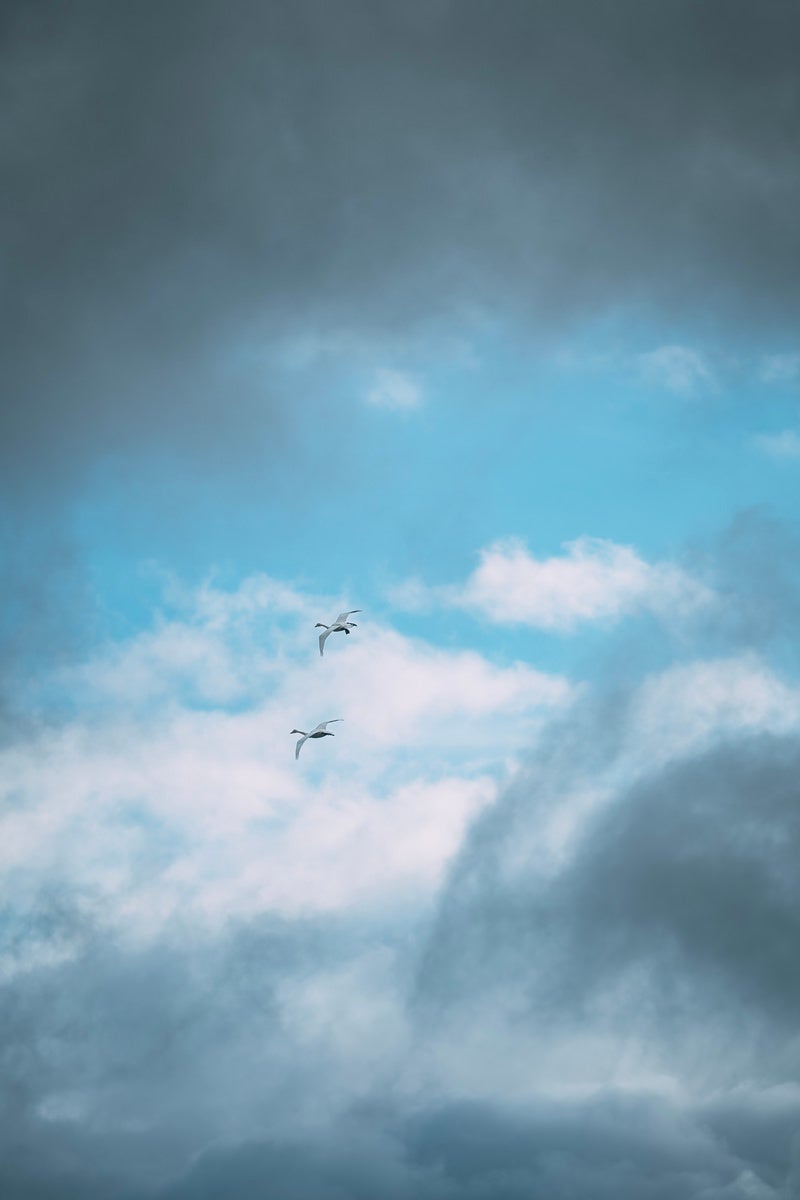 「雲間を翔ける白鳥の姿」の写真