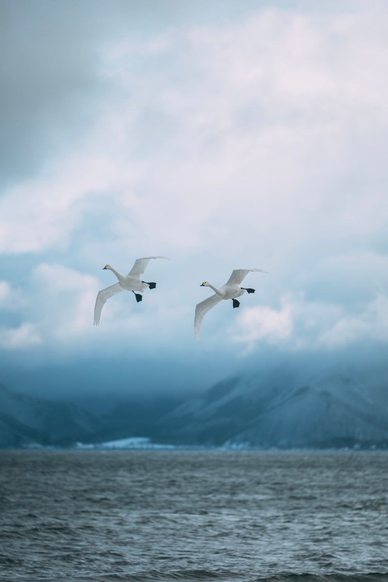 着水態勢の白鳥の写真