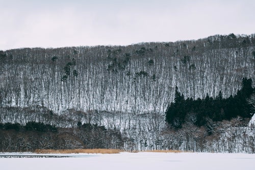 雪山の木々の写真