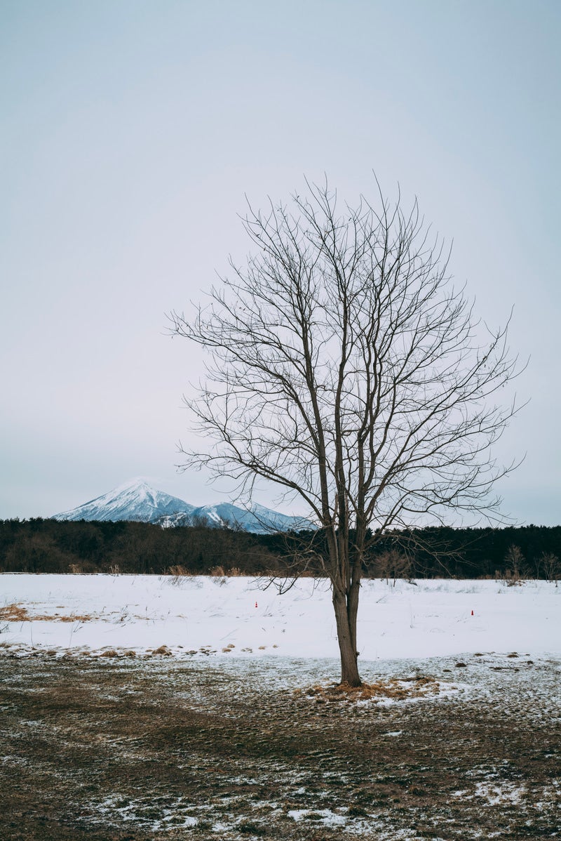 雪原に立つ枯れ木の写真