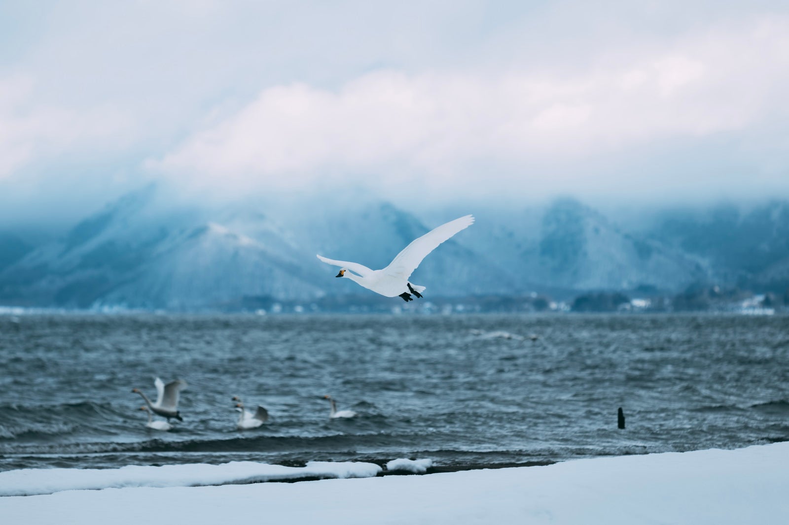 「風に乗って飛翔する白鳥」の写真