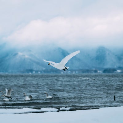 風に乗って飛翔する白鳥の写真