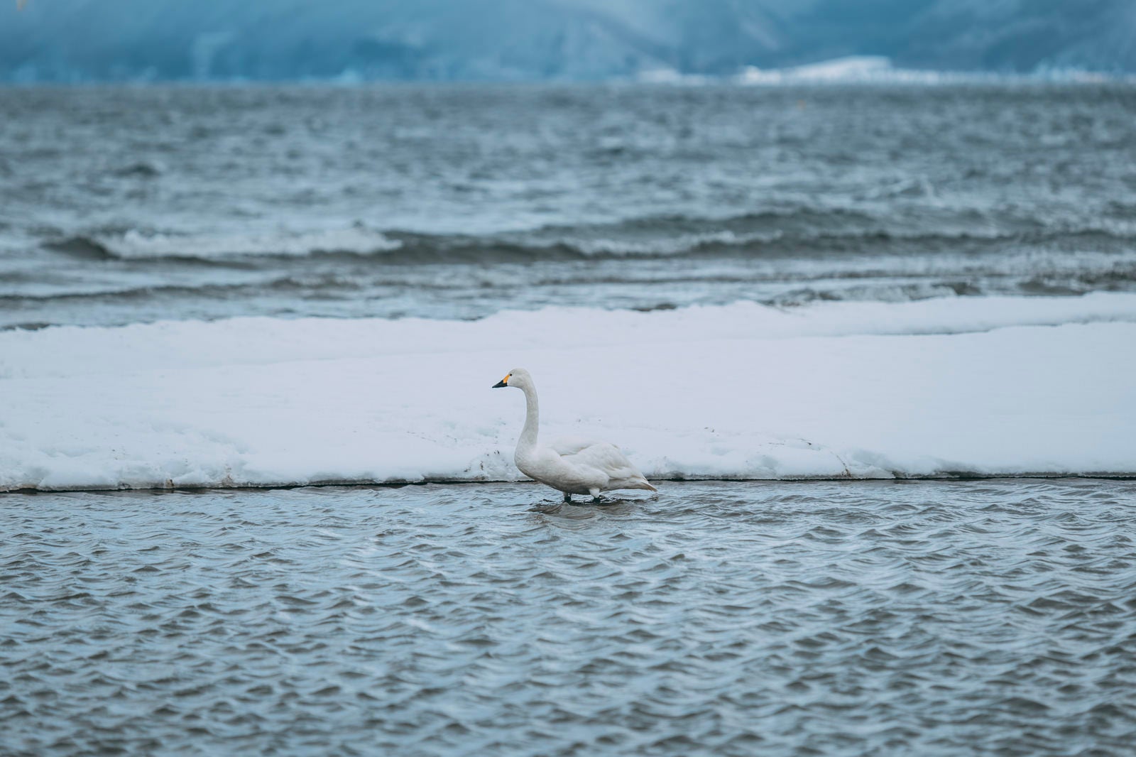 「猪苗代湖の湖畔で過ごす白鳥」の写真