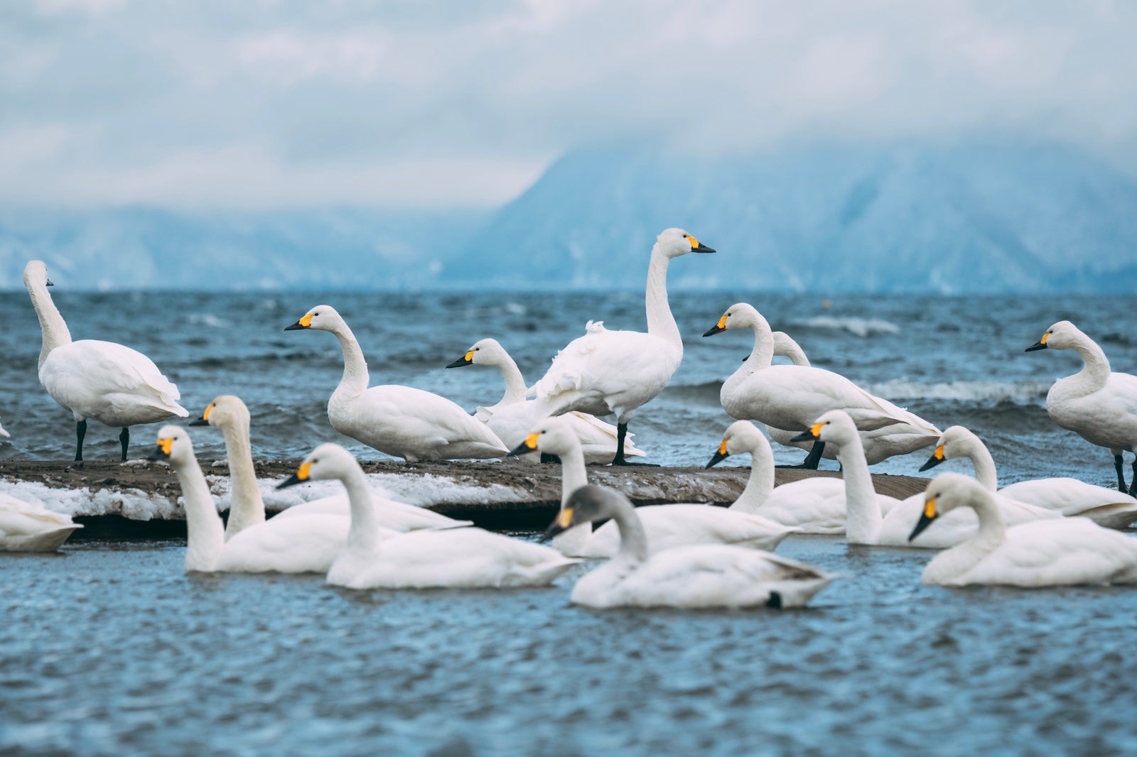「冷たい猪苗代の湖と白鳥の群れ」の写真