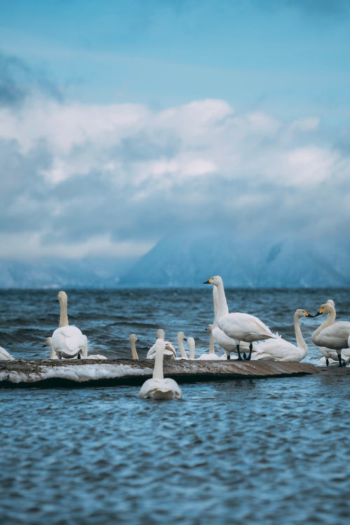 猪苗代湖で見つけた白鳥の湖畔の楽園の写真