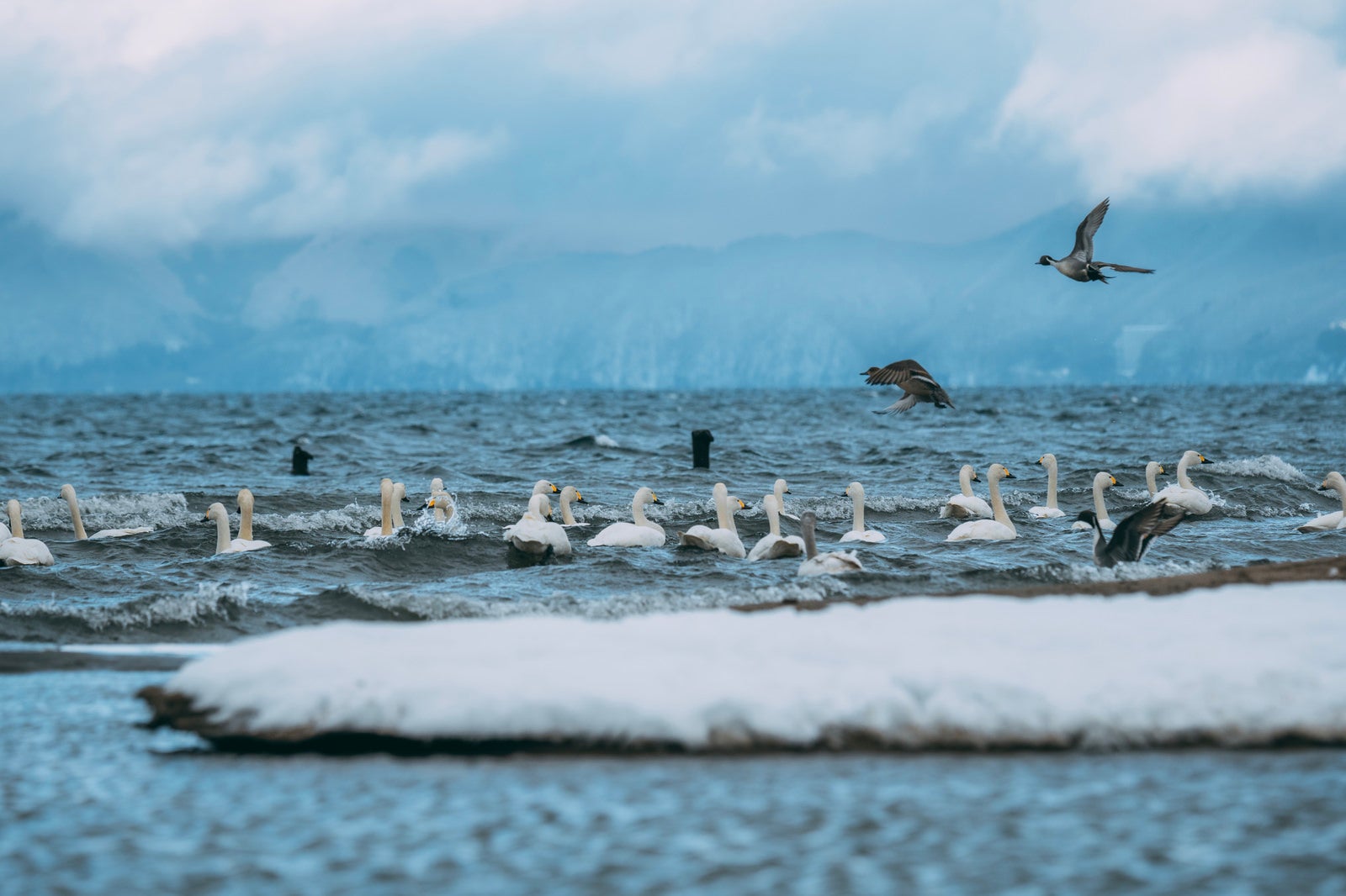 「猪苗代湖を泳ぐ白鳥と飛翔する鴨」の写真