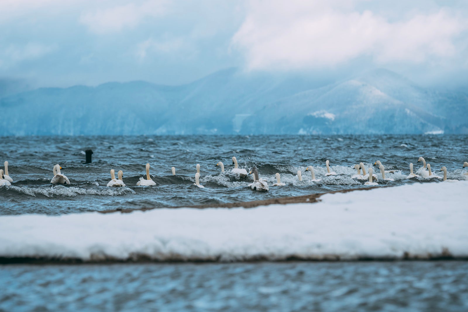 「猪苗代湖湖畔の白鳥たちとの出会い」の写真