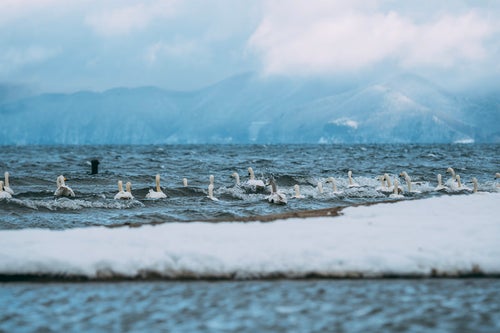 猪苗代湖湖畔の白鳥たちとの出会いの写真