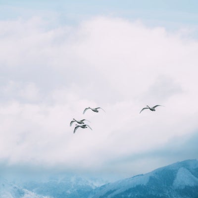 磐梯山と白鳥の群れの写真