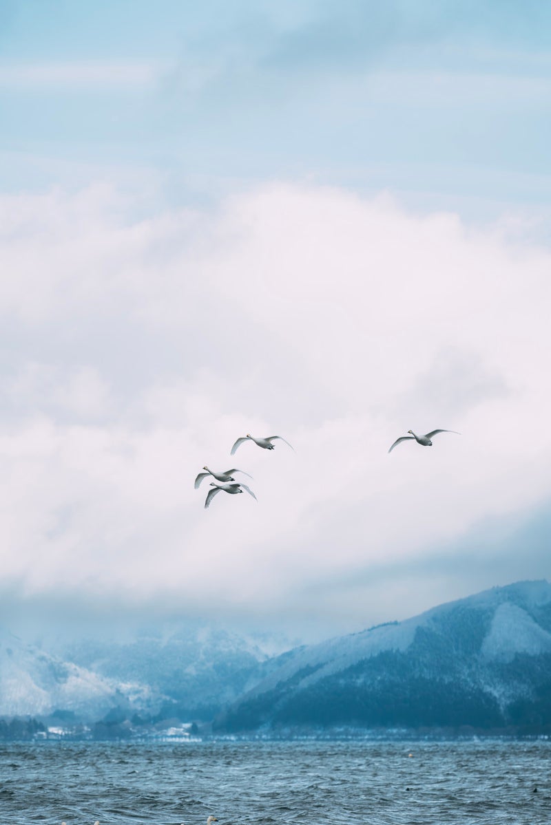「磐梯山と白鳥の群れ」の写真